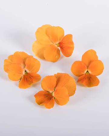 Viola-Orange-Marmalade-Isolated